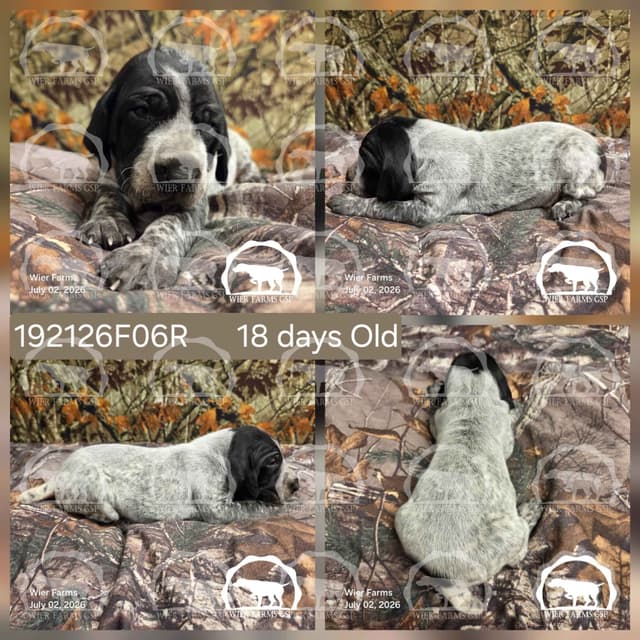 Stormy & GW's Puppies media 6