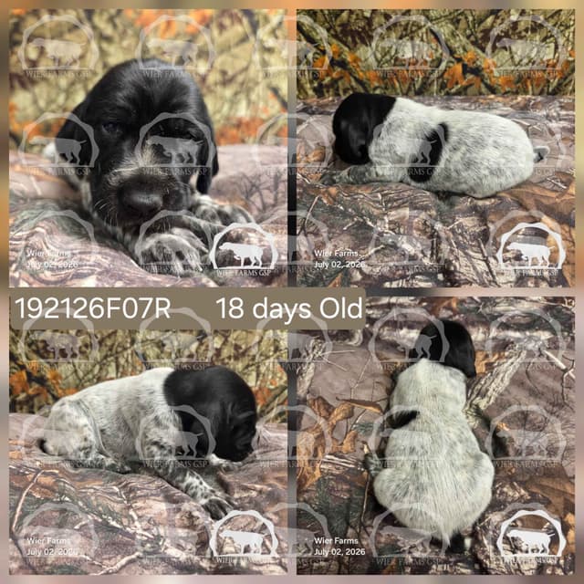Stormy & GW's Puppies media 7