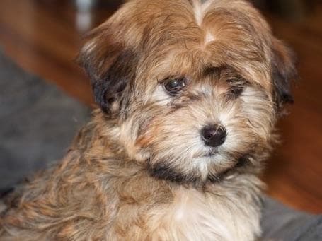 Havanese Puppies breeder image 1