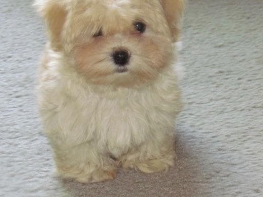 Havanese Puppies breeder image 2