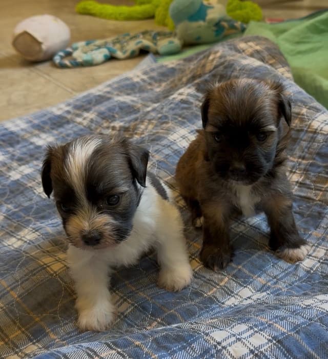 Havanese Puppies media 2