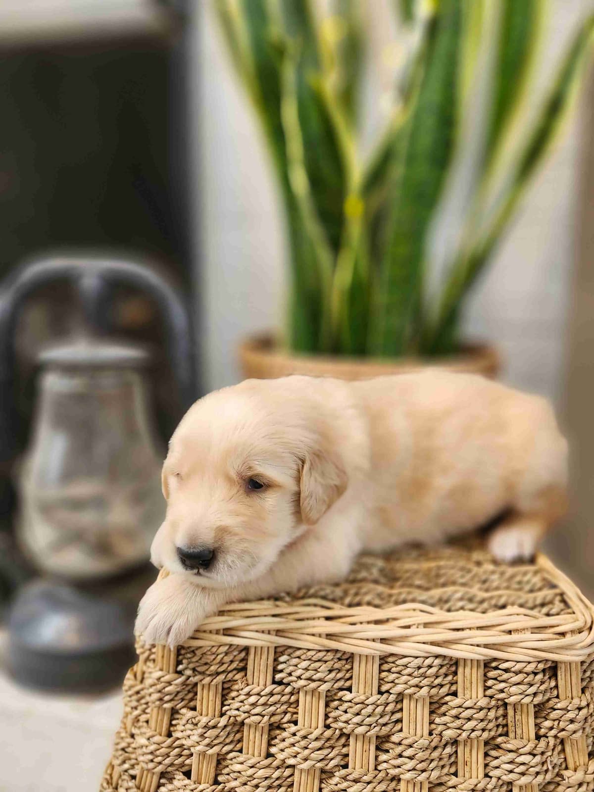 Golden Retriever Puppies breeder image 1