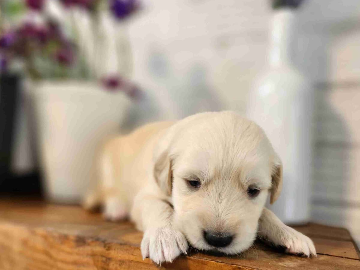 Golden Retriever Puppies breeder image 3