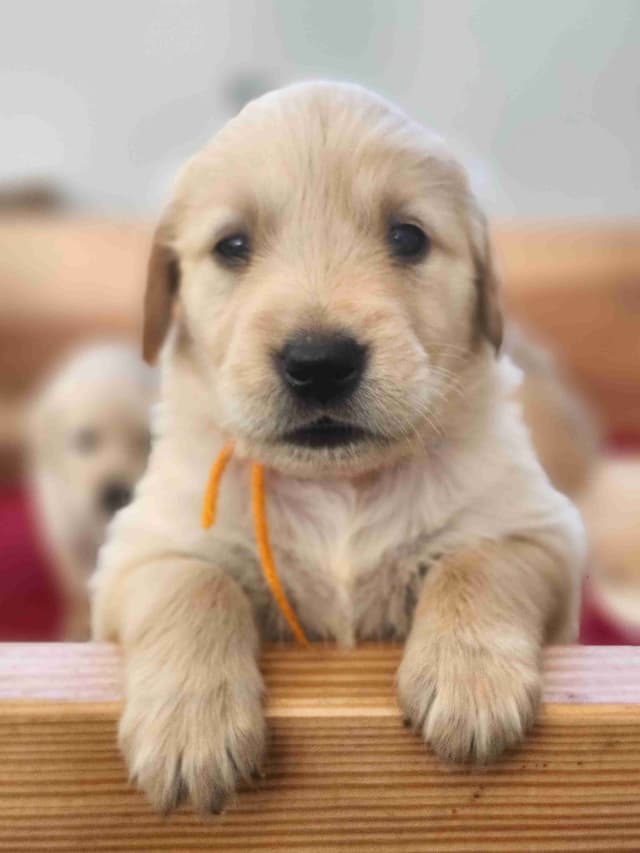 Golden Retriever Puppies media 4