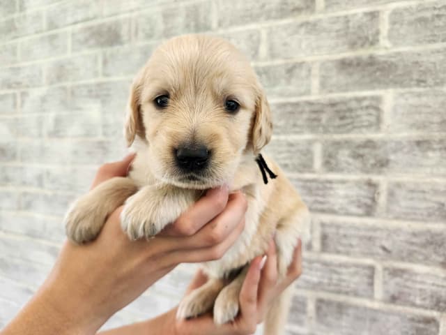 Golden Retriever Puppies media 3