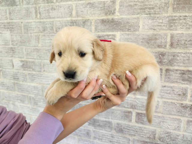 Golden Retriever Puppies media 5
