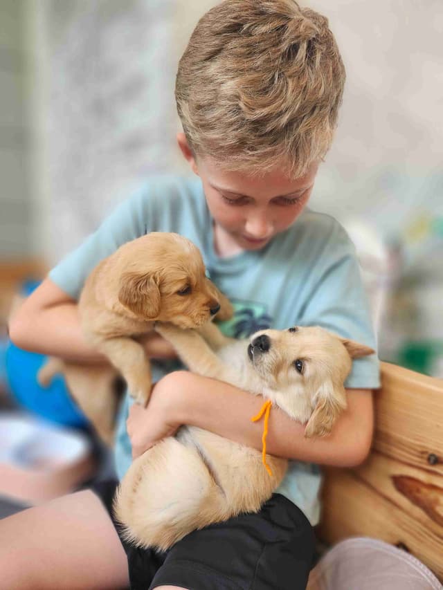 Golden Retriever Puppies media 6