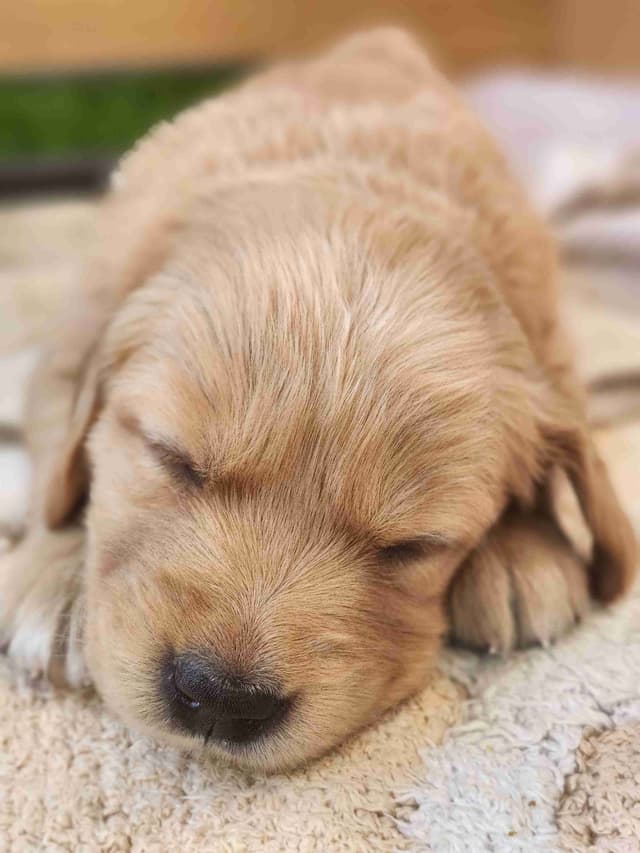 Golden Retriever Puppies media 8