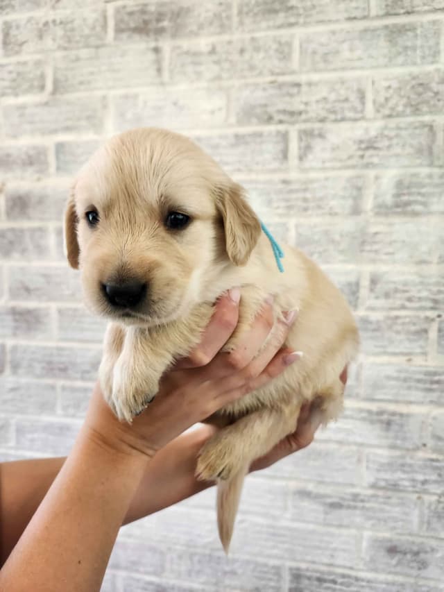 Golden Retriever Puppies media 7