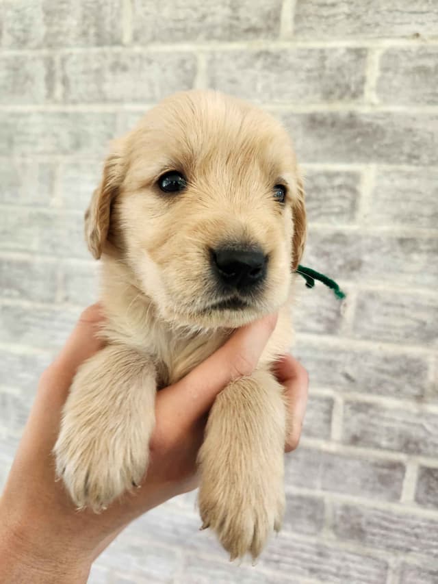 Golden Retriever Puppies media 10