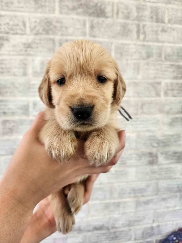 Golden Retriever Puppies media 9