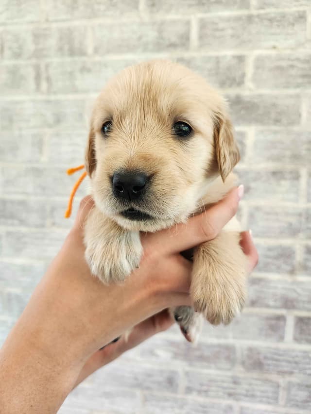 Golden Retriever Puppies media 12
