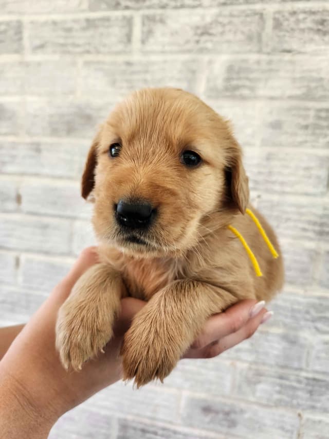 Golden Retriever Puppies media 11