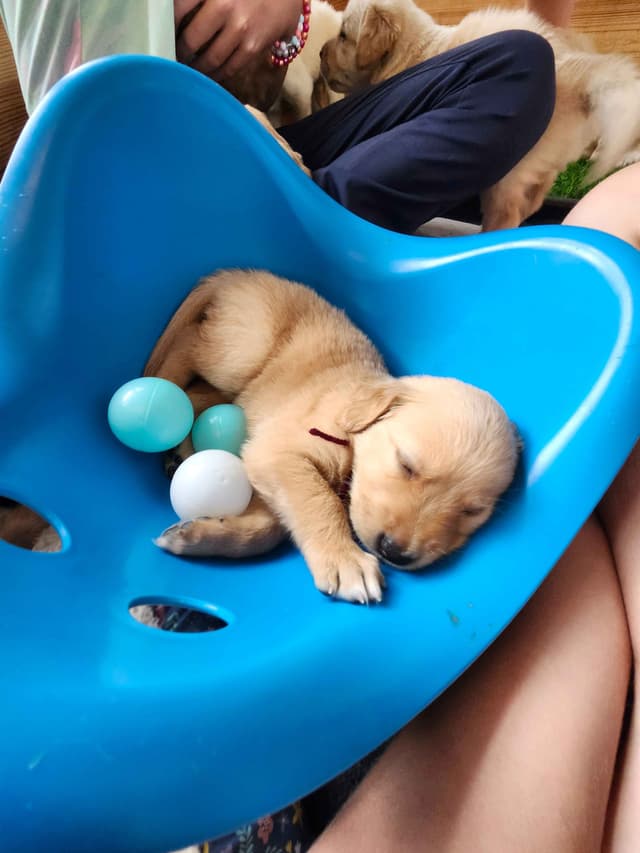 Golden Retriever Puppies media 16