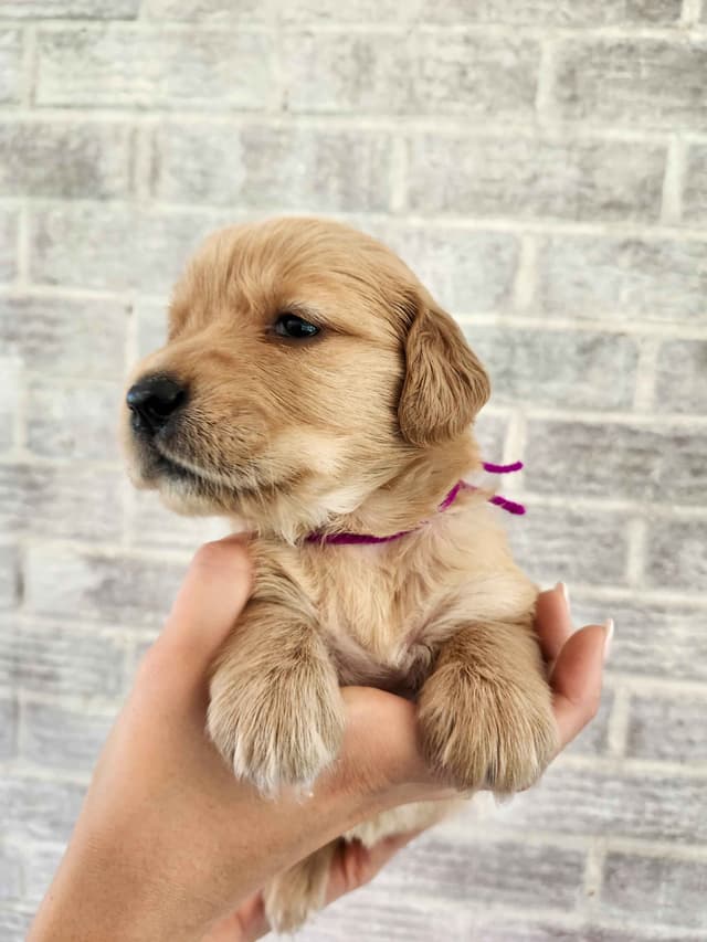 Golden Retriever Puppies media 14