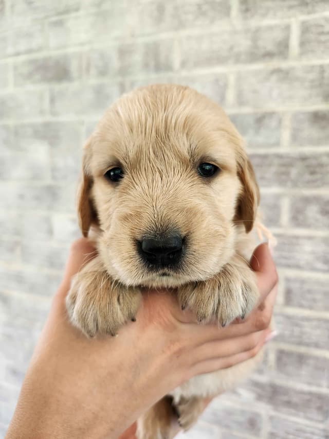 Golden Retriever Puppies media 13