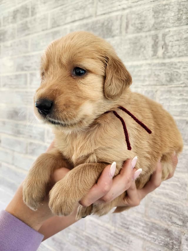 Golden Retriever Puppies media 15