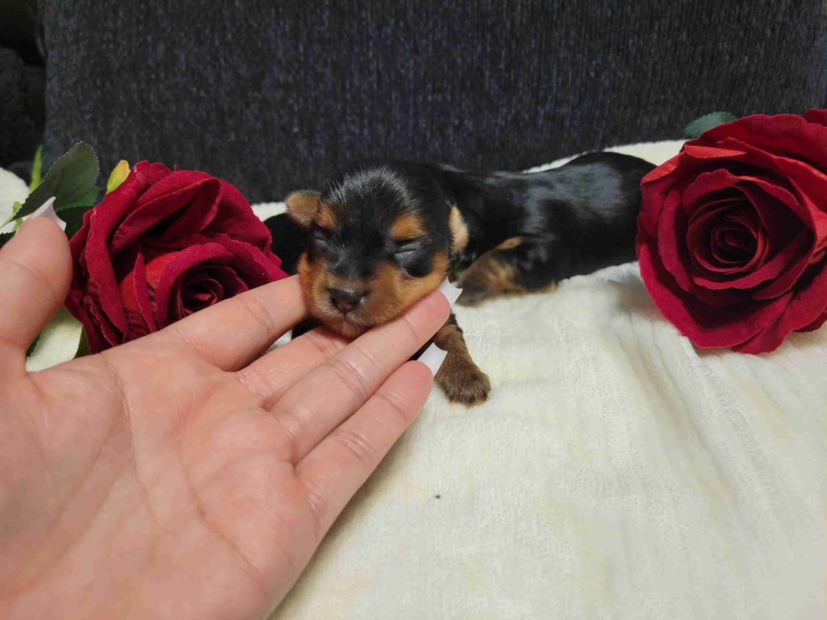 Cute tiny Yorkshire Terrier Puppies breeder image 4