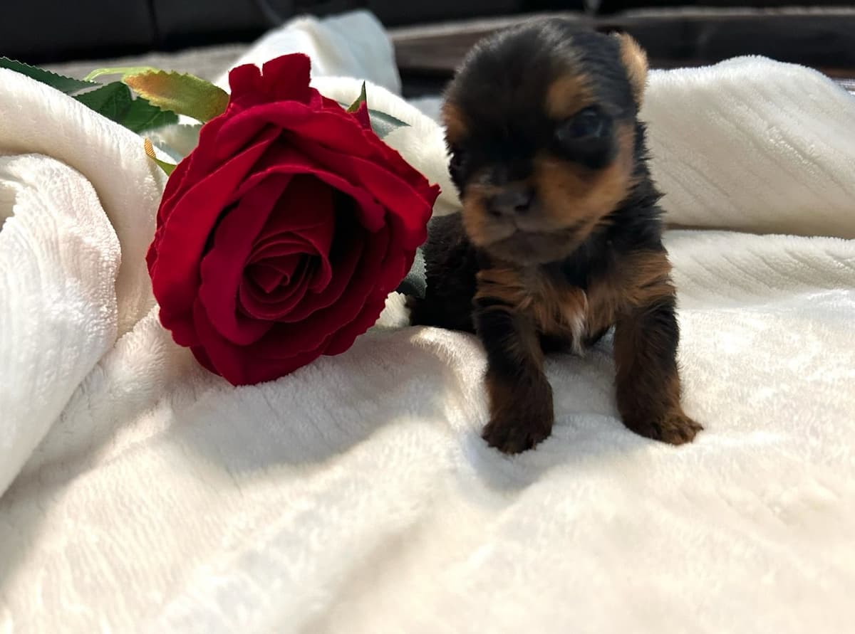 Cute tiny Yorkshire Terrier Puppies breeder image 5