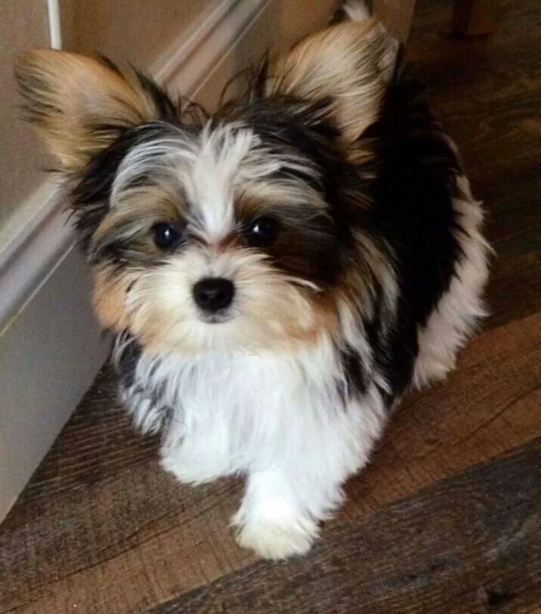 Cute tiny Yorkshire Terrier Puppies breeder image 6