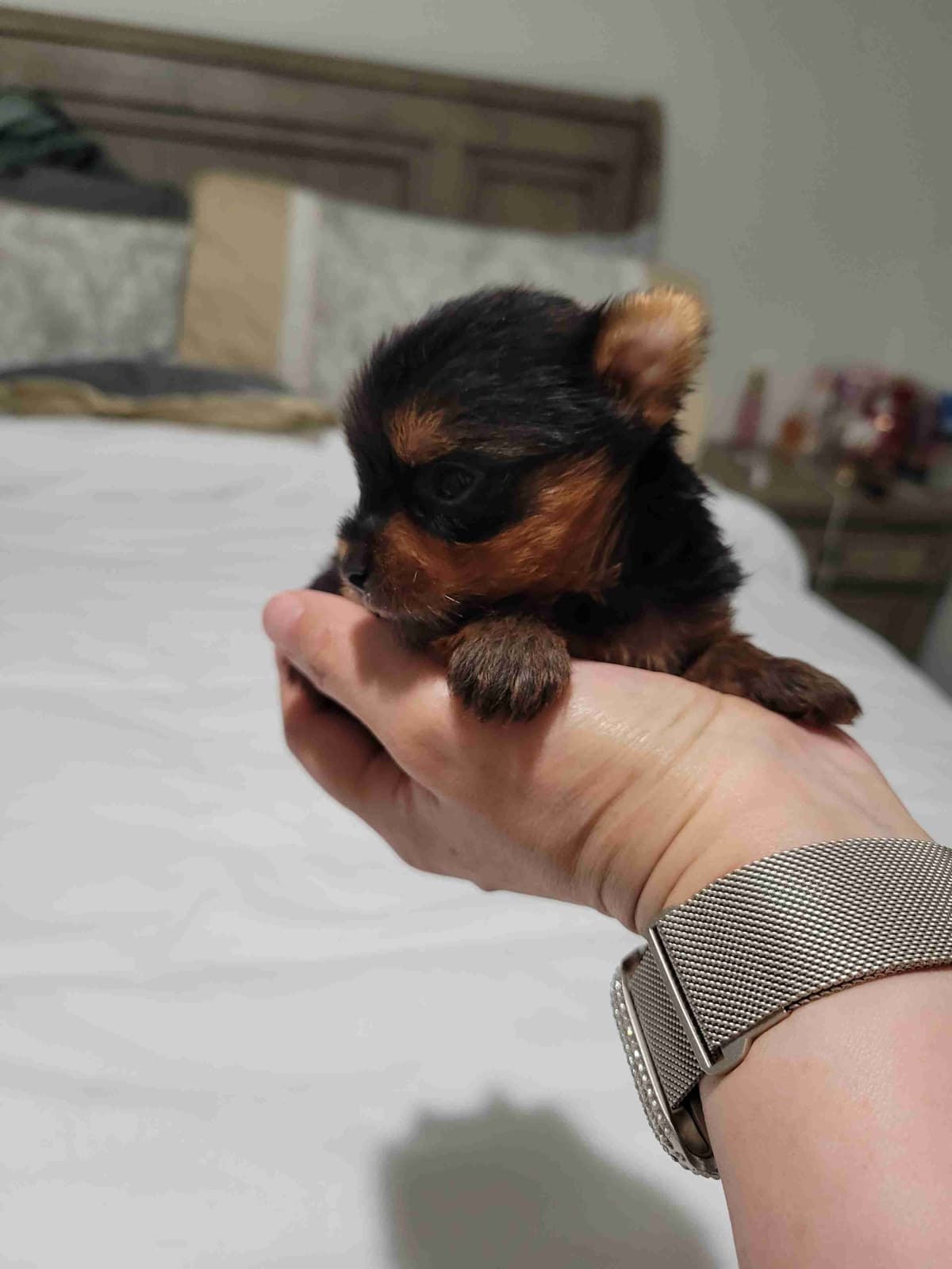 Cute tiny Yorkshire Terrier Puppies breeder image 8