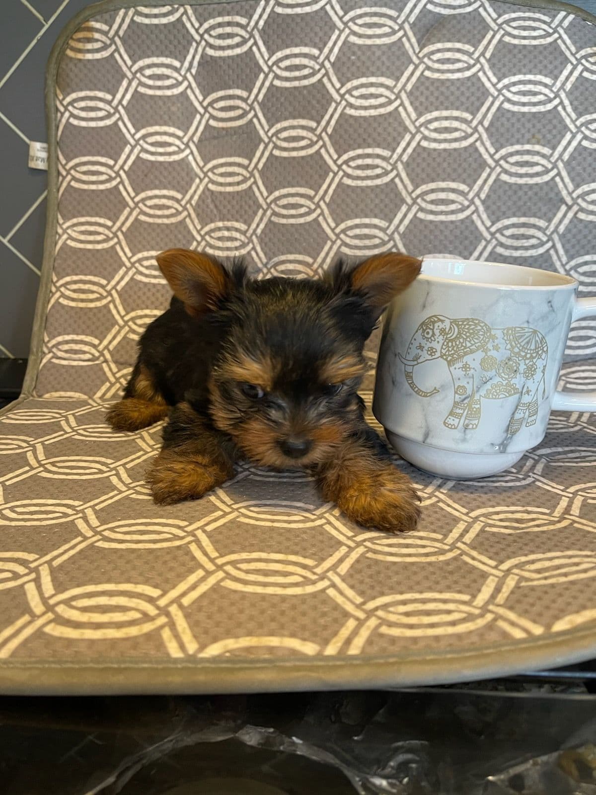 Cute tiny Yorkshire Terrier Puppies breeder image 7