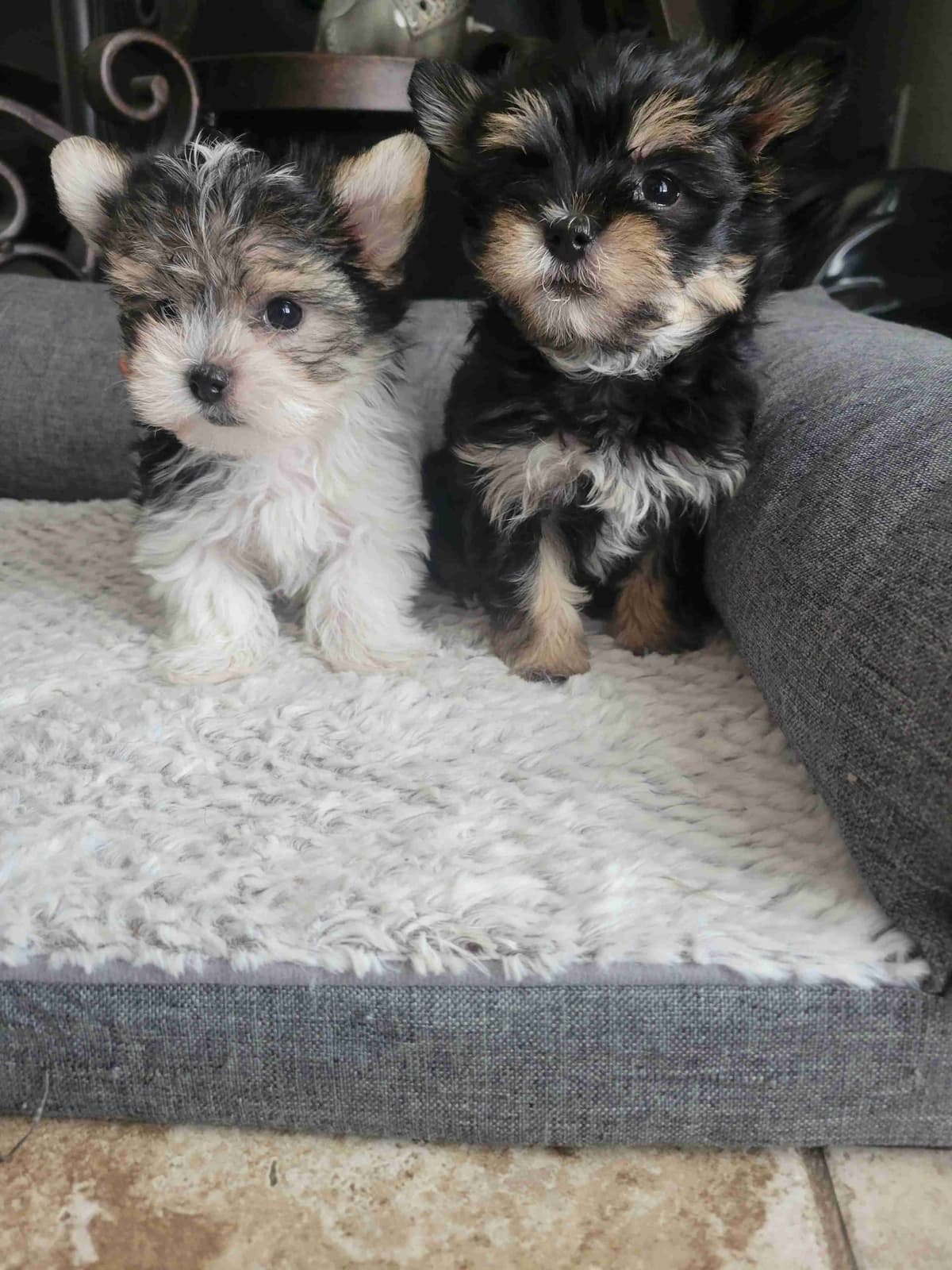 Cute tiny Yorkshire Terrier Puppies breeder image 11