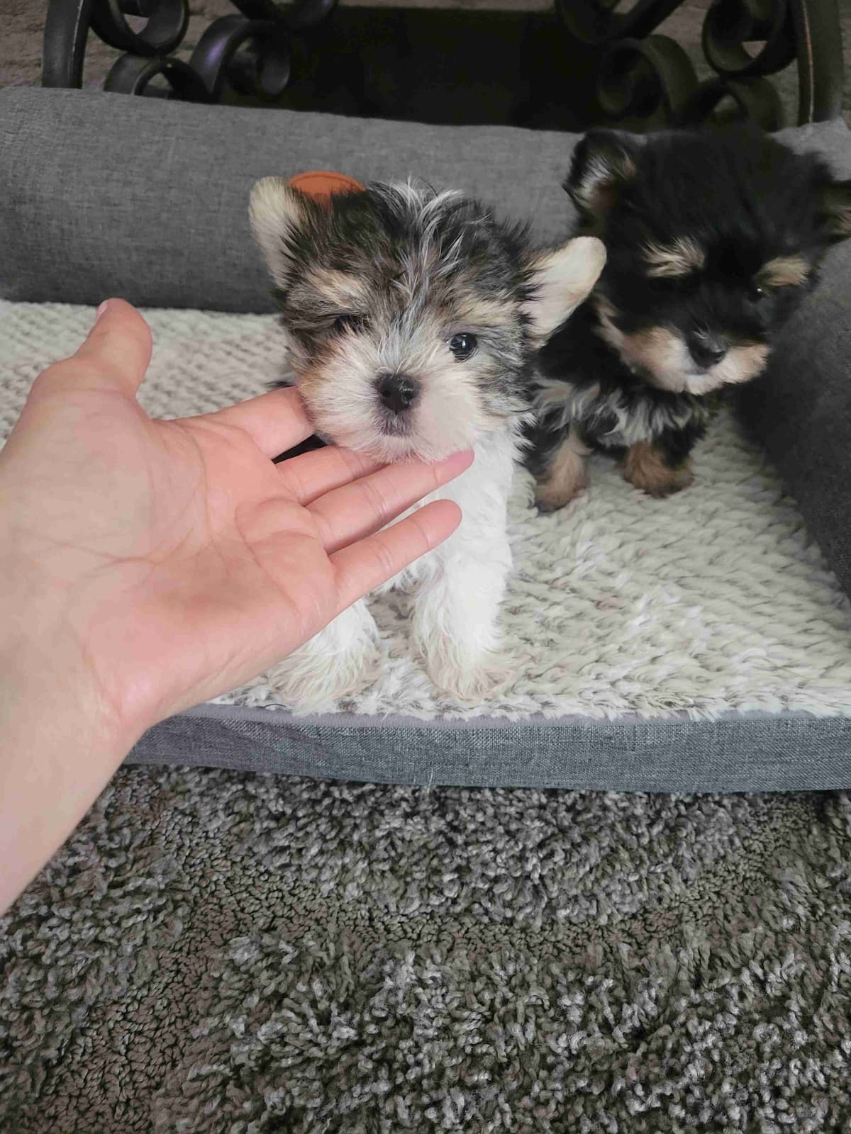 Cute tiny Yorkshire Terrier Puppies breeder image 10
