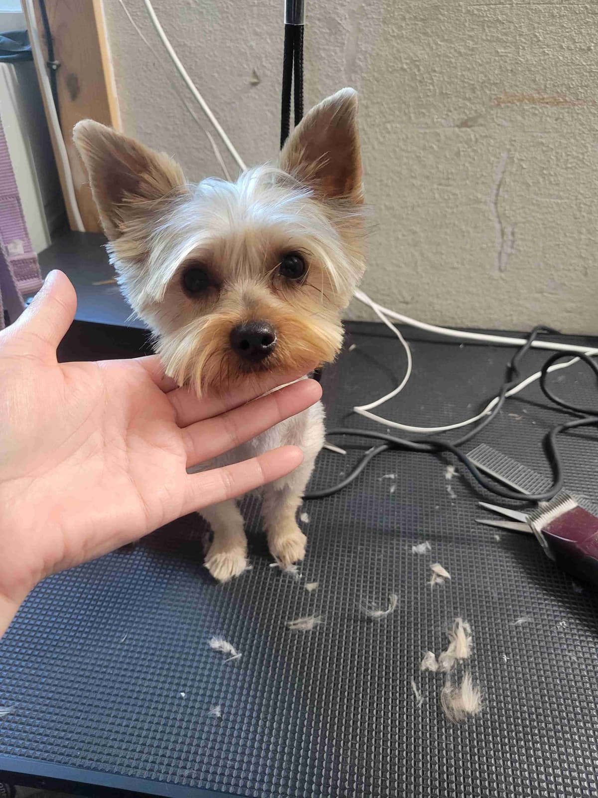 Cute tiny Yorkshire Terrier Puppies breeder image 9