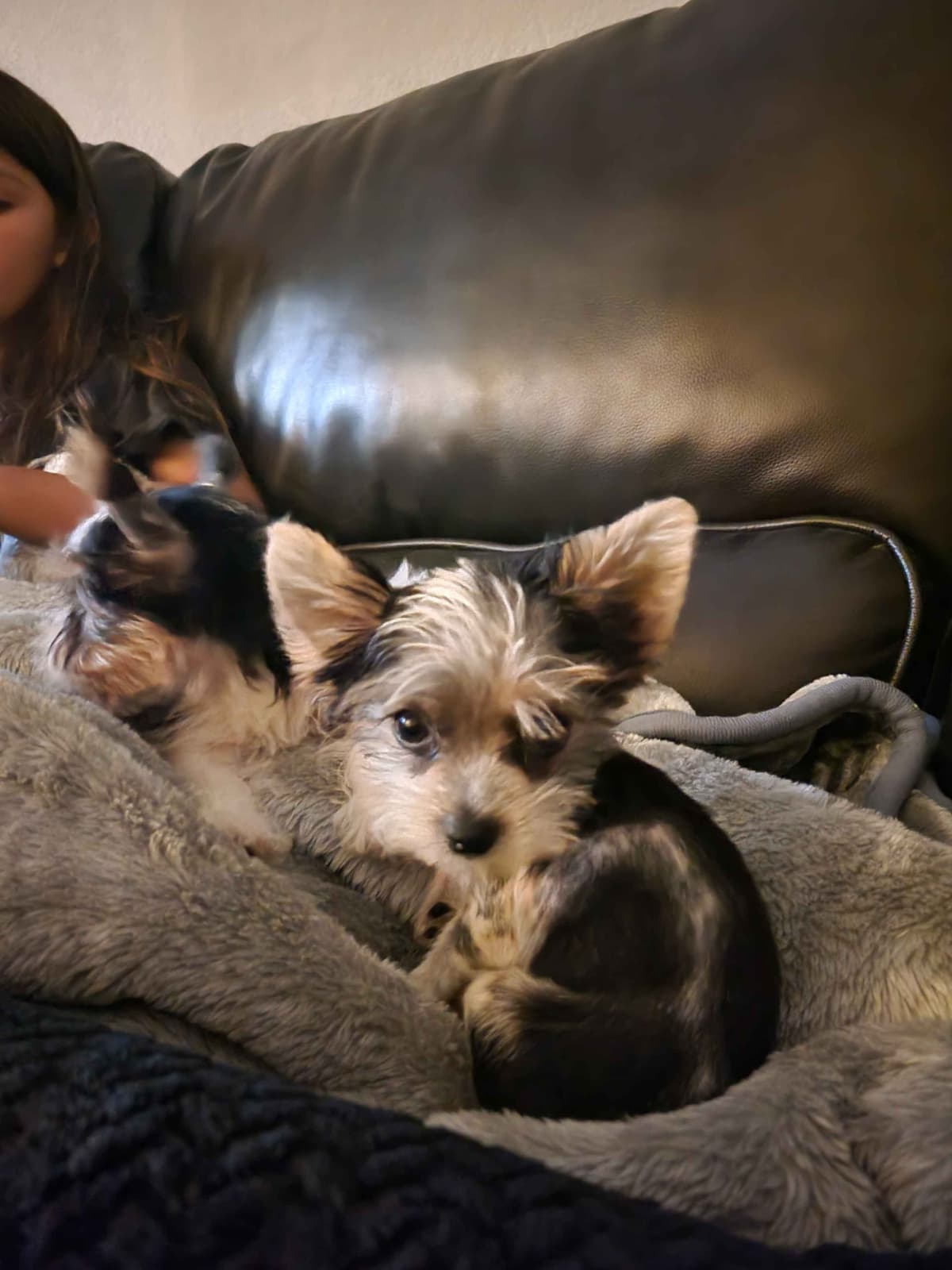 Cute tiny Yorkshire Terrier Puppies breeder image 12