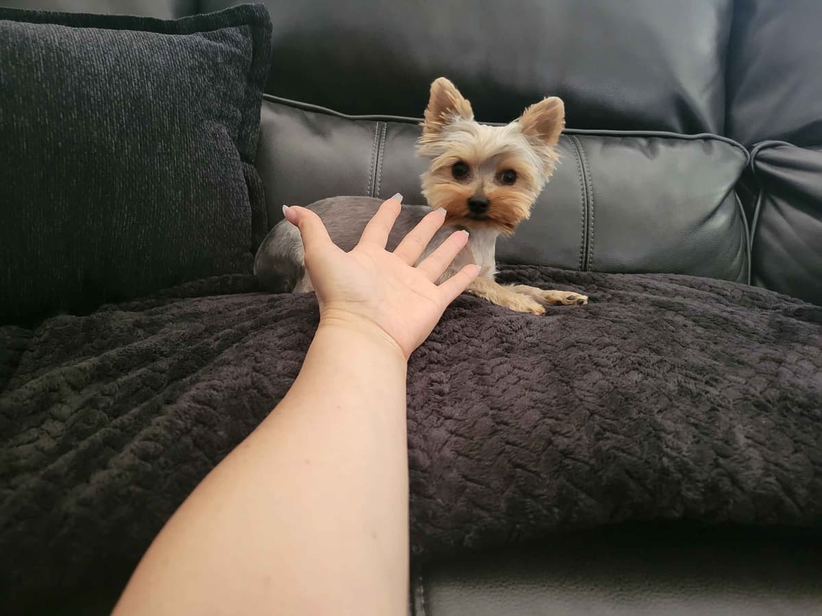 Cute tiny Yorkshire Terrier Puppies breeder image 13