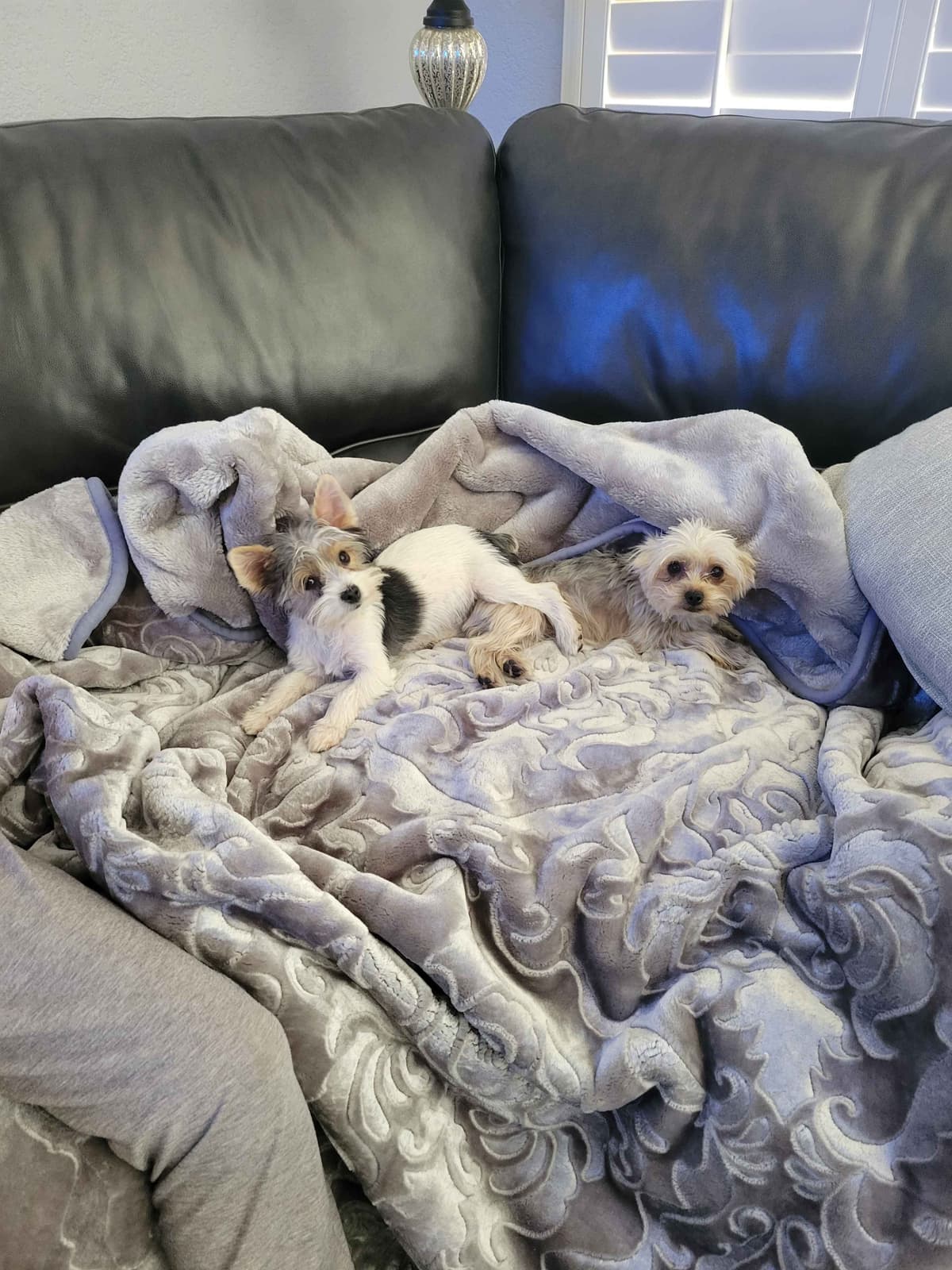 Cute tiny Yorkshire Terrier Puppies breeder image 14