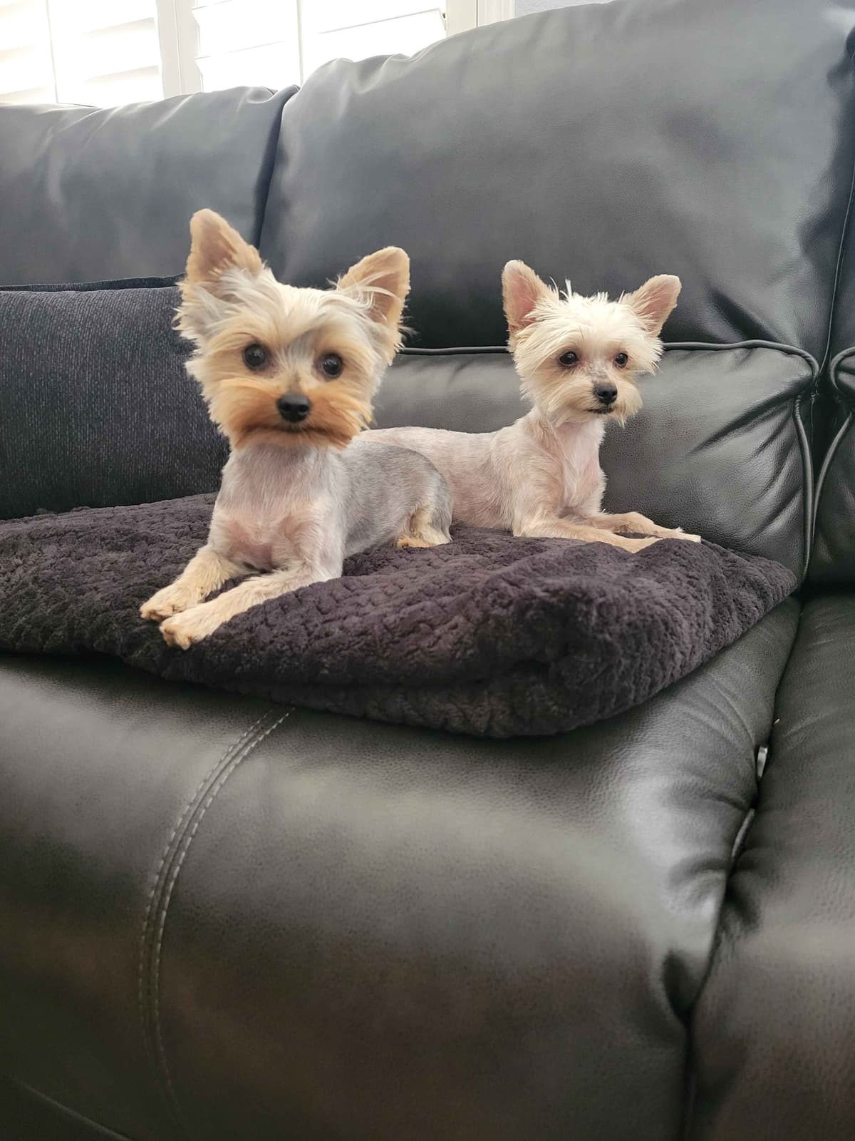 Cute tiny Yorkshire Terrier Puppies breeder image 15