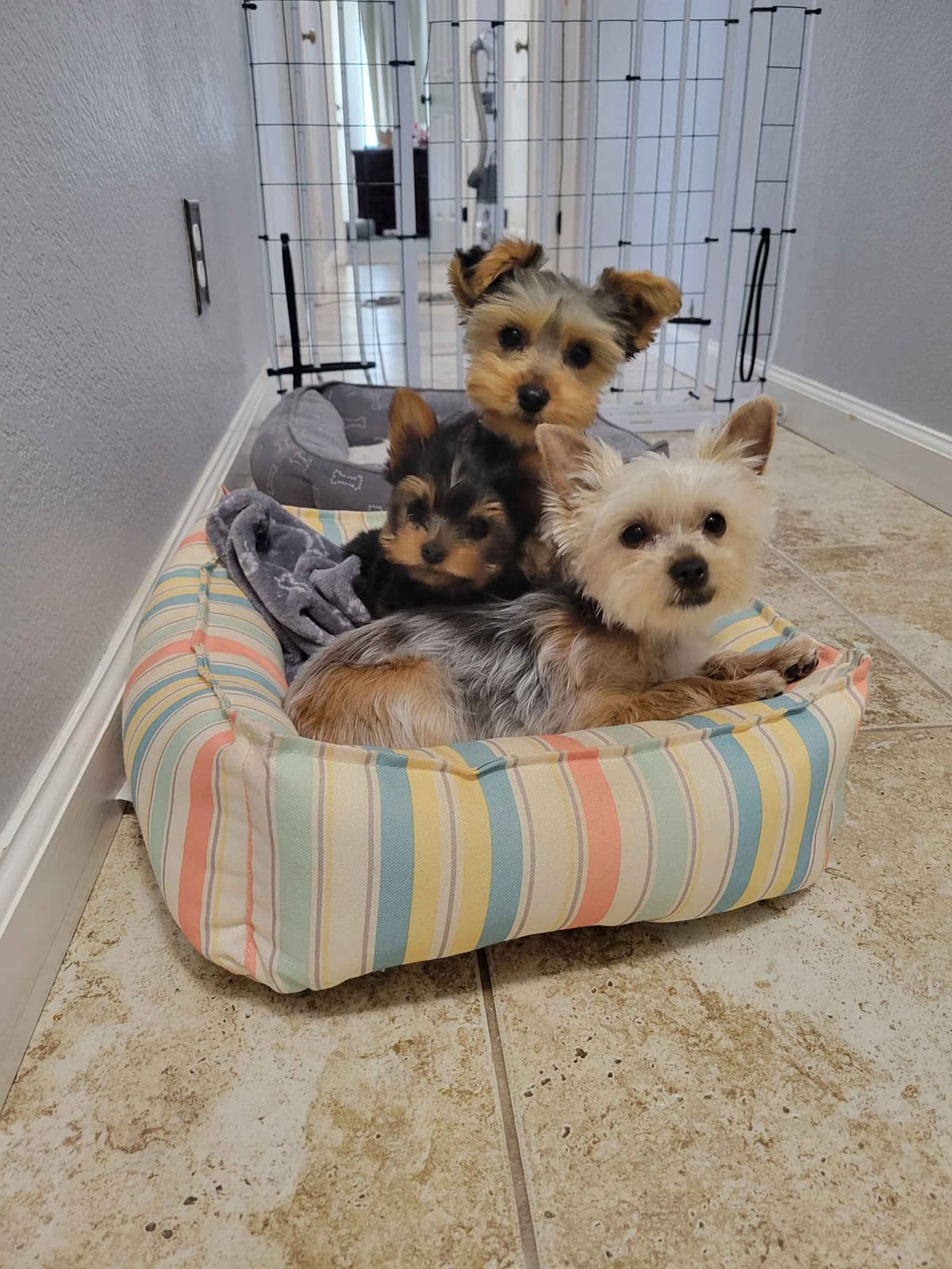 Cute tiny Yorkshire Terrier Puppies breeder image 16