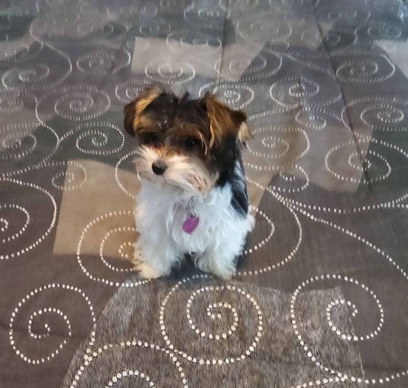 Cute tiny Yorkshire Terrier Puppies breeder image 17