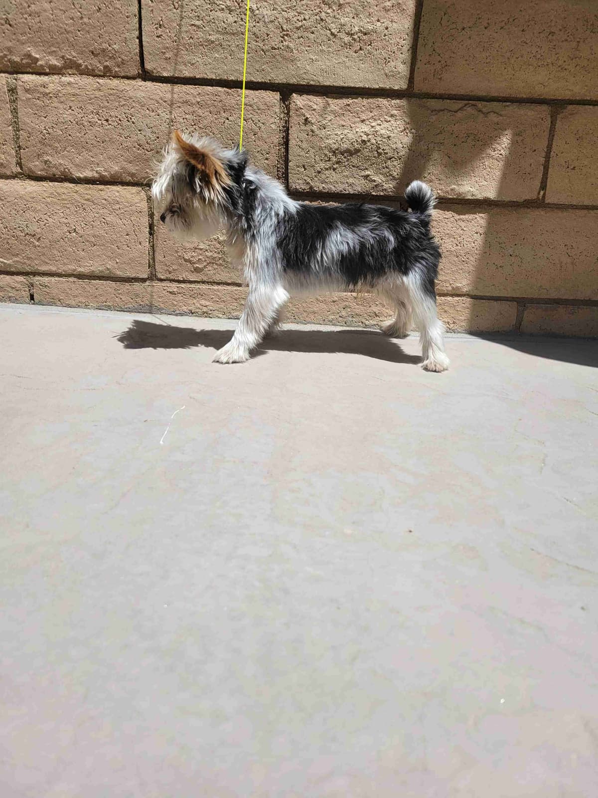 Cute tiny Yorkshire Terrier Puppies breeder image 18