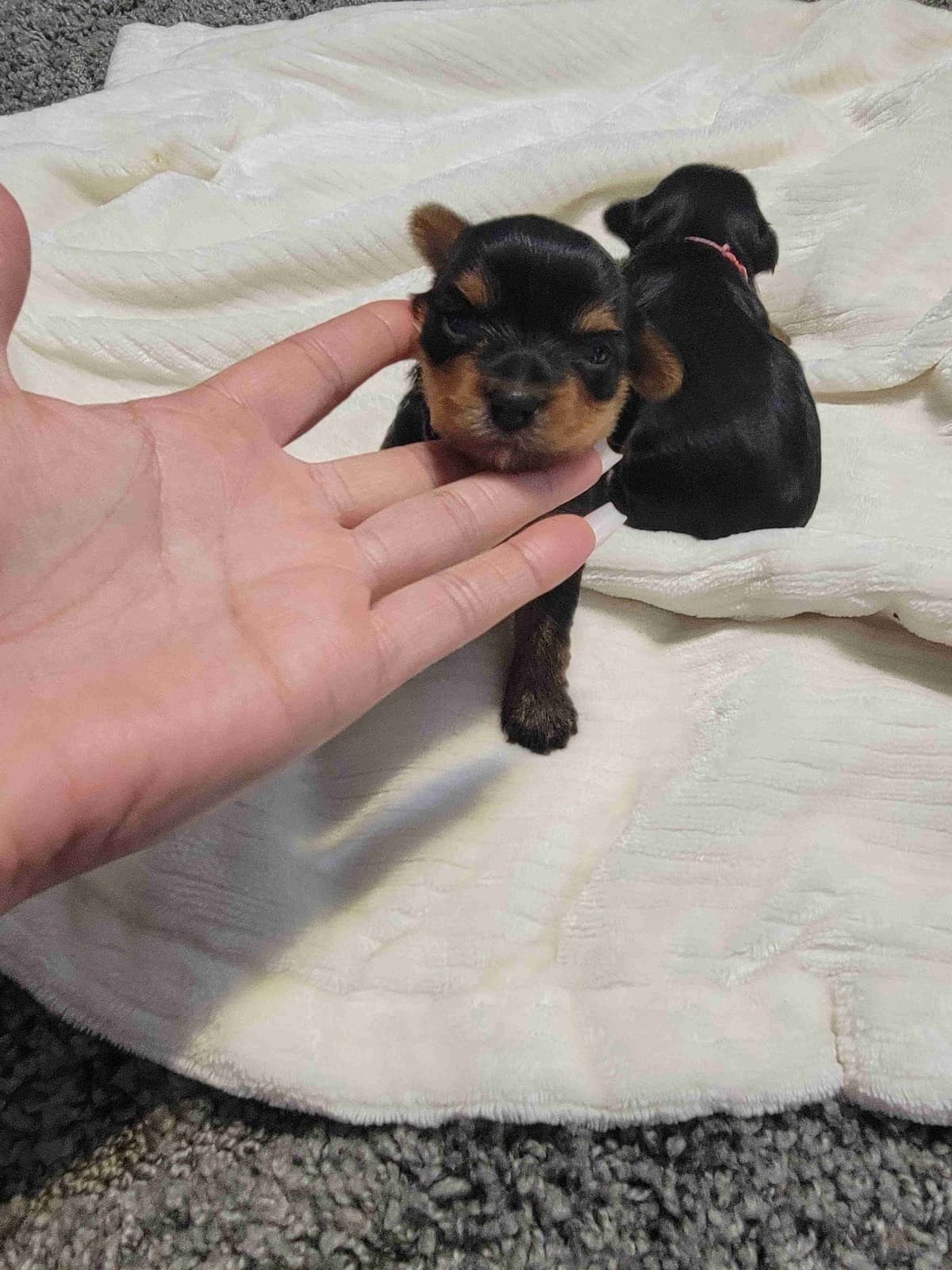 Cute tiny Yorkshire Terrier Puppies breeder image 20