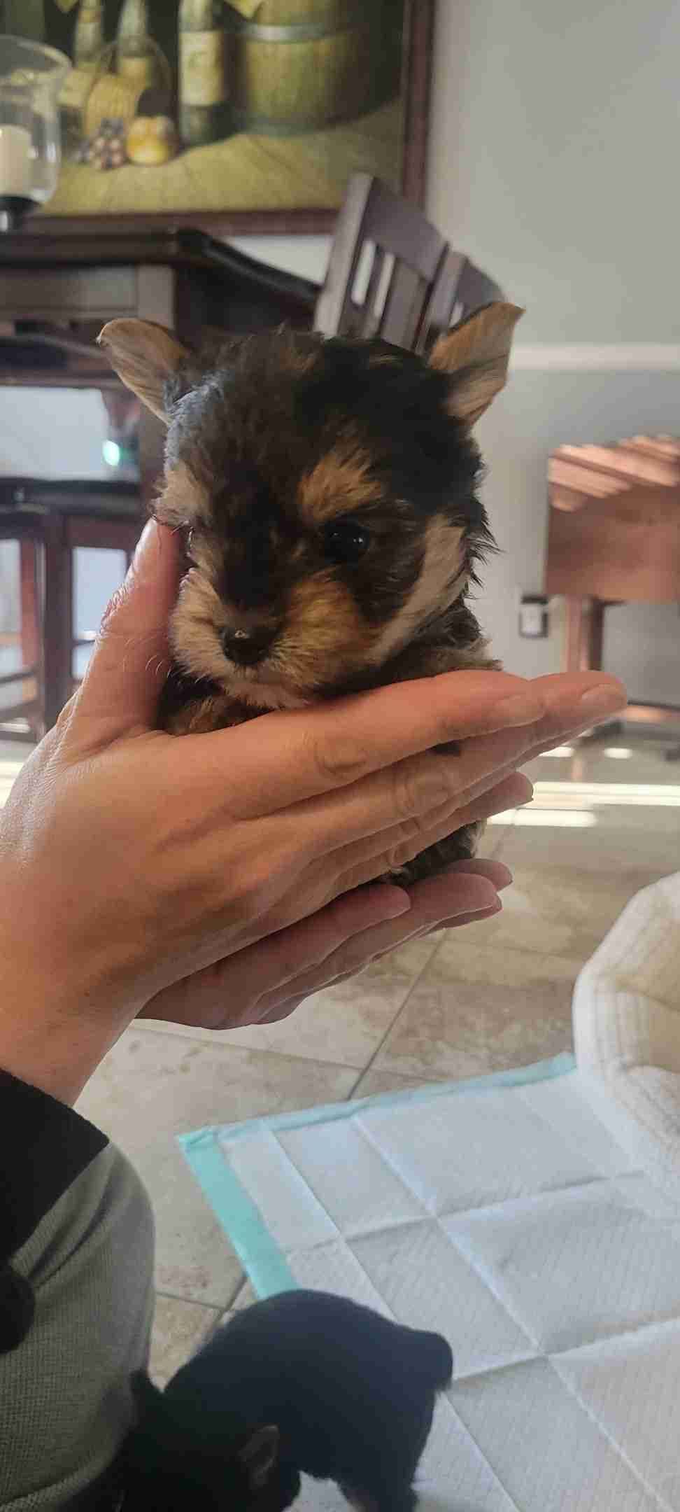 Cute tiny Yorkshire Terrier Puppies breeder image 21