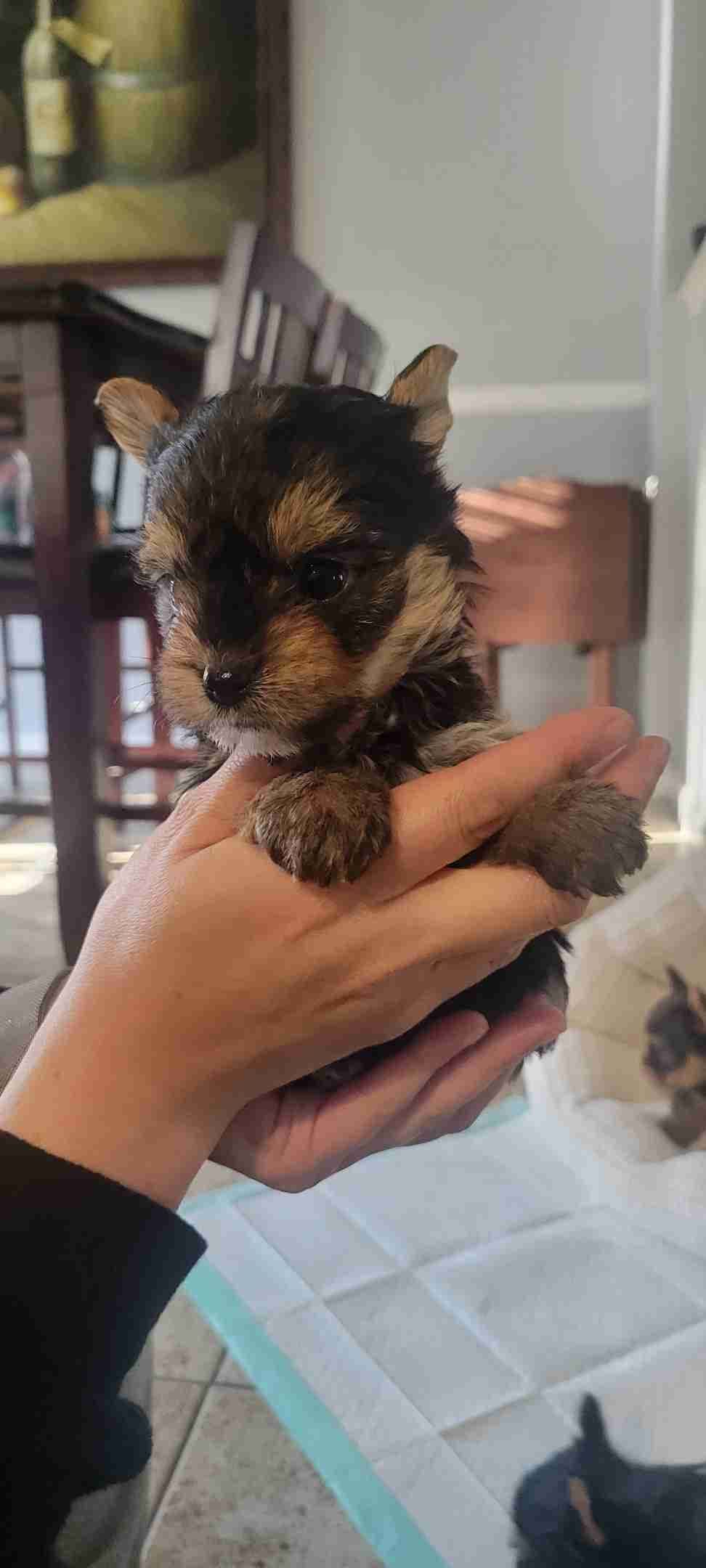 Cute tiny Yorkshire Terrier Puppies breeder image 22
