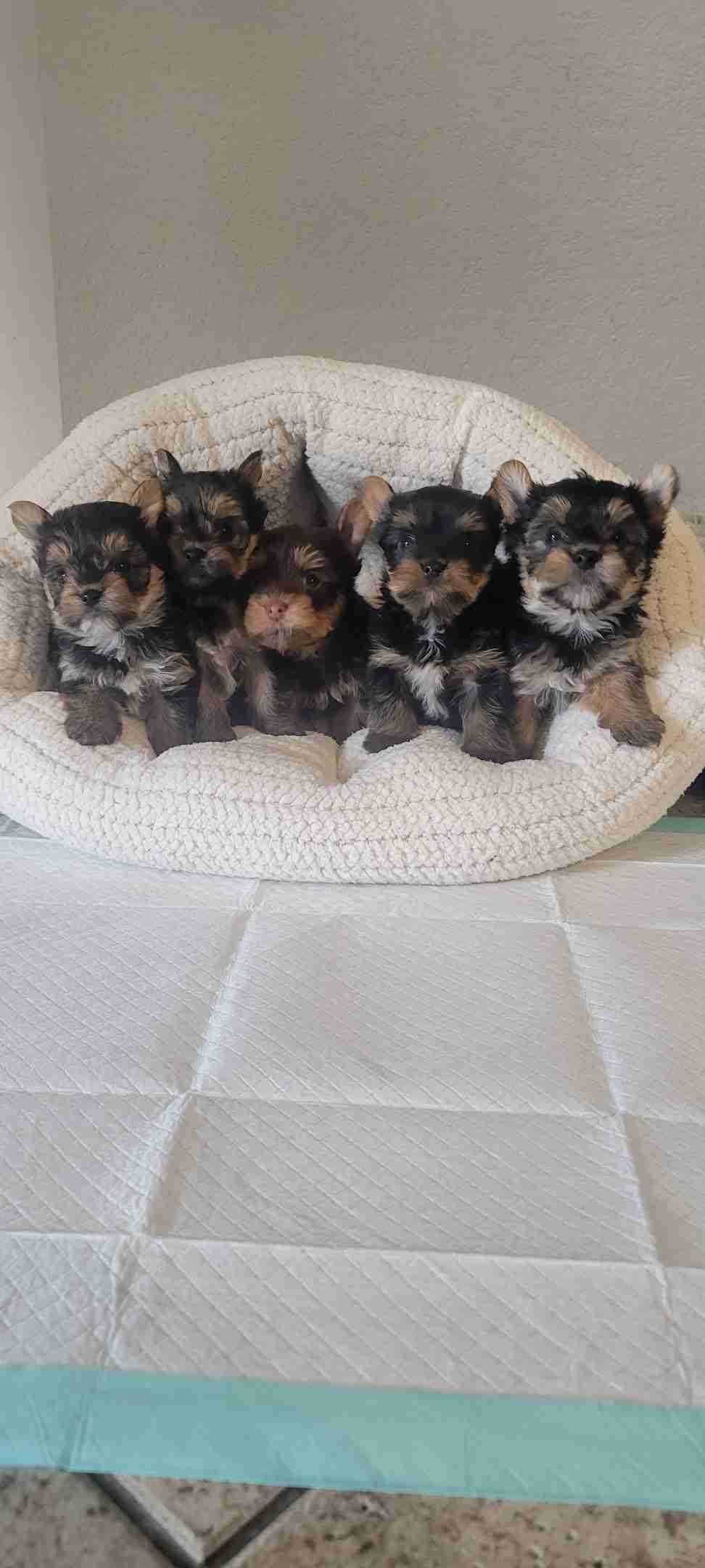 Cute tiny Yorkshire Terrier Puppies breeder image 1