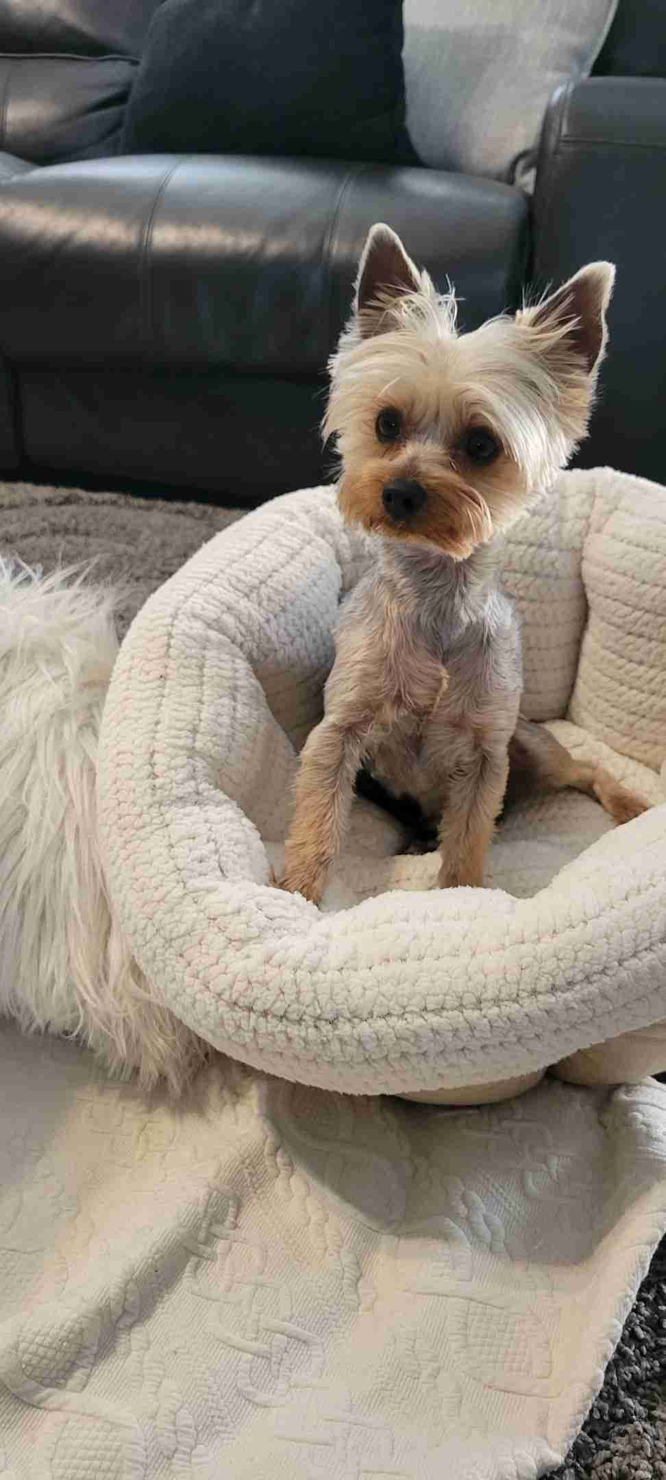 Cute tiny Yorkshire Terrier Puppies breeder image 23