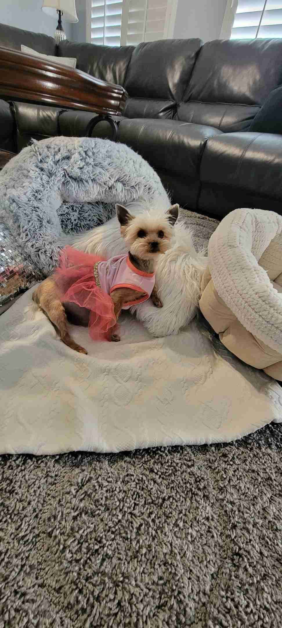 Cute tiny Yorkshire Terrier Puppies breeder image 2