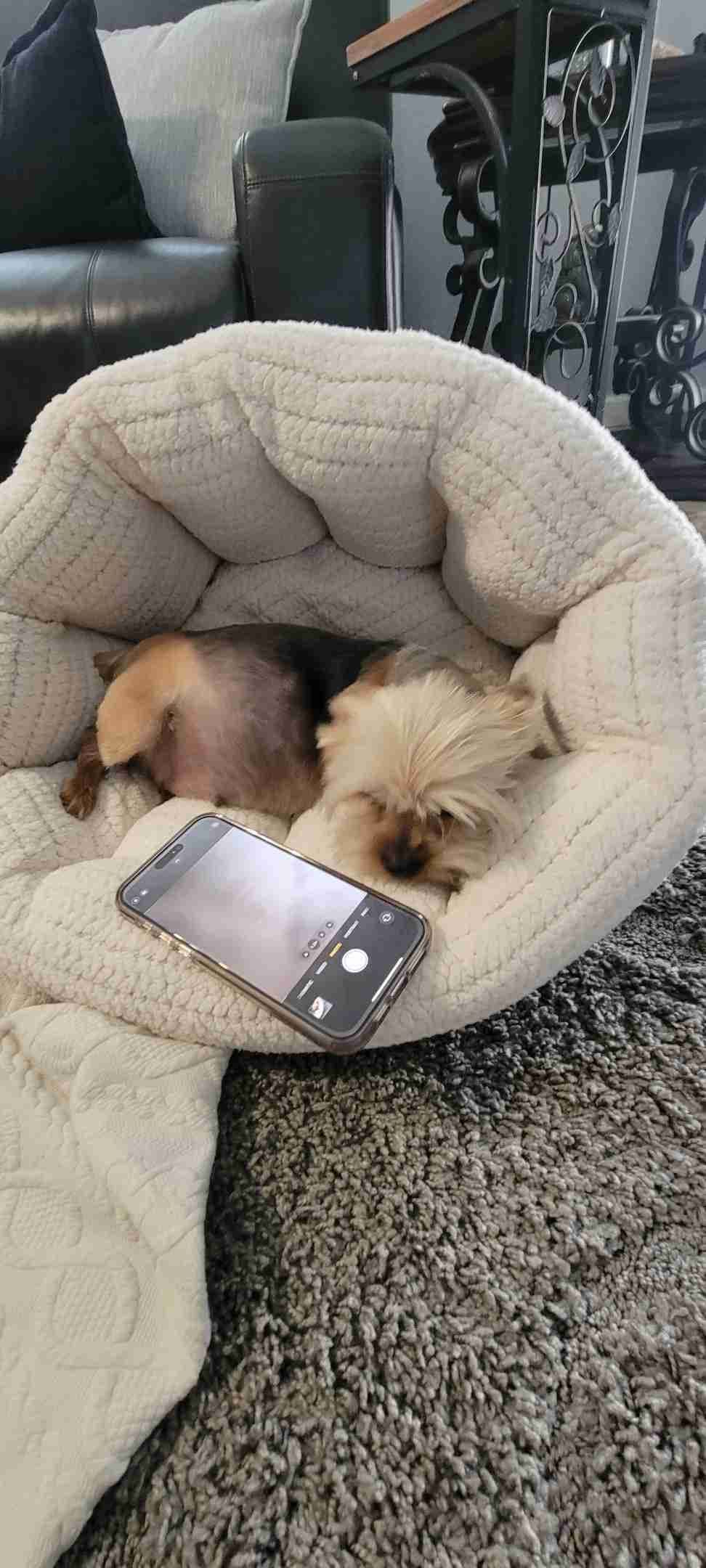 Cute tiny Yorkshire Terrier Puppies breeder image 25