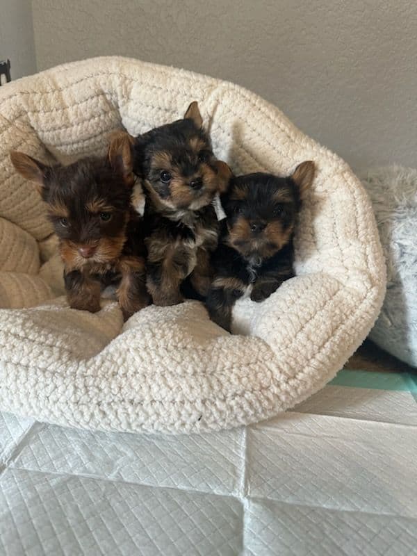 Cute tiny Yorkshire Terrier Puppies breeder image 24