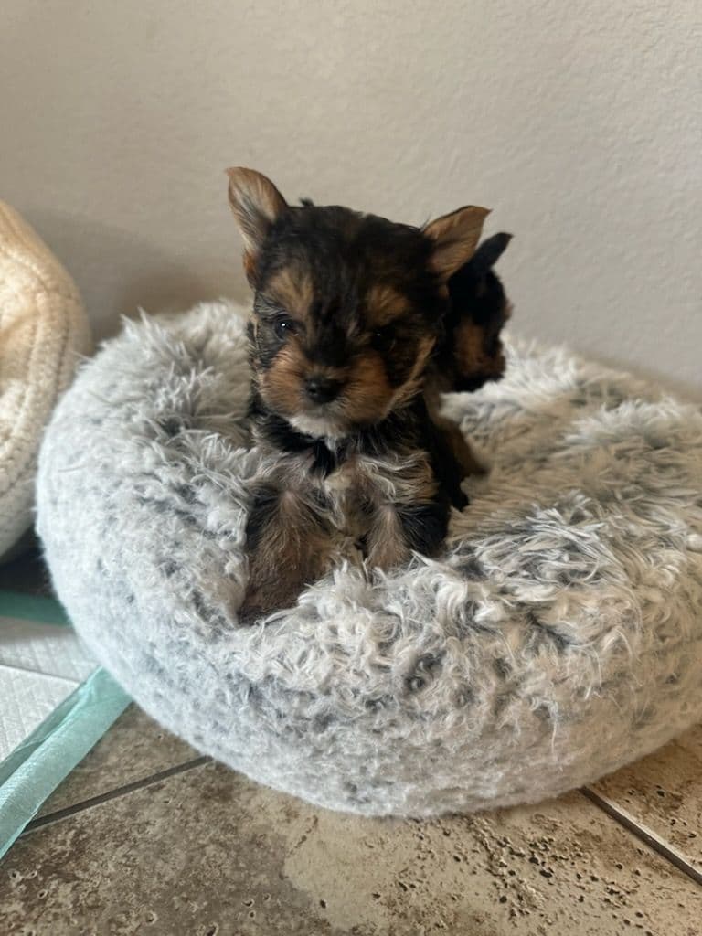 Cute tiny Yorkshire Terrier Puppies breeder image 26