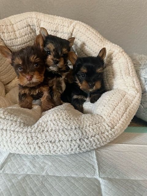 Cute tiny Yorkshire Terrier Puppies breeder image 3