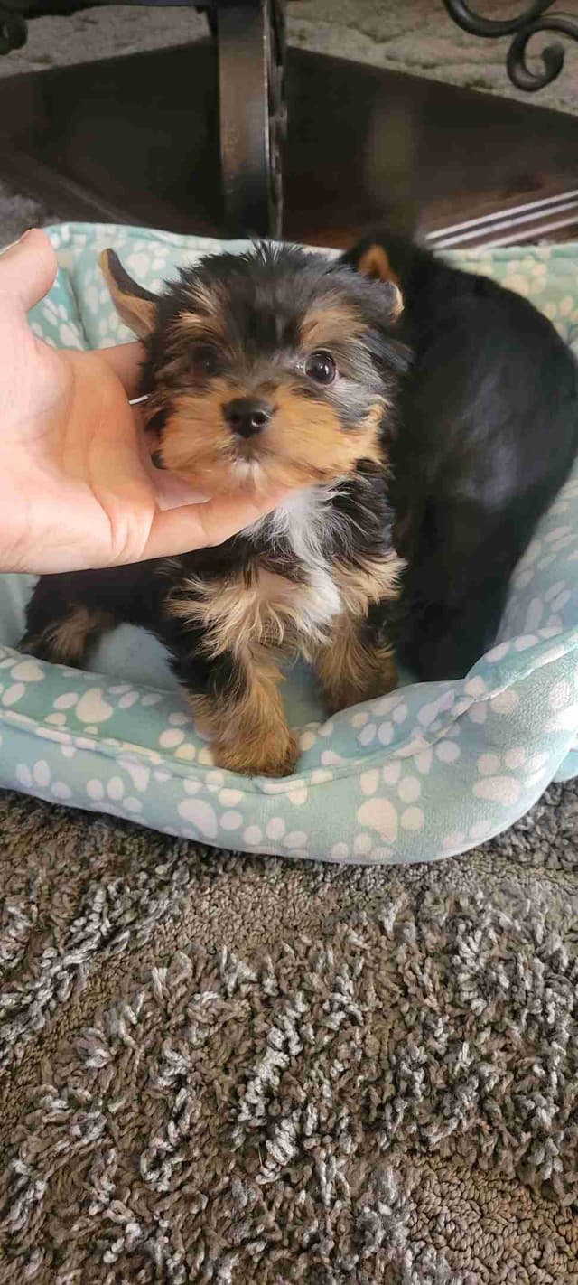 Cute tiny Yorkshire Terrier Puppies media 2