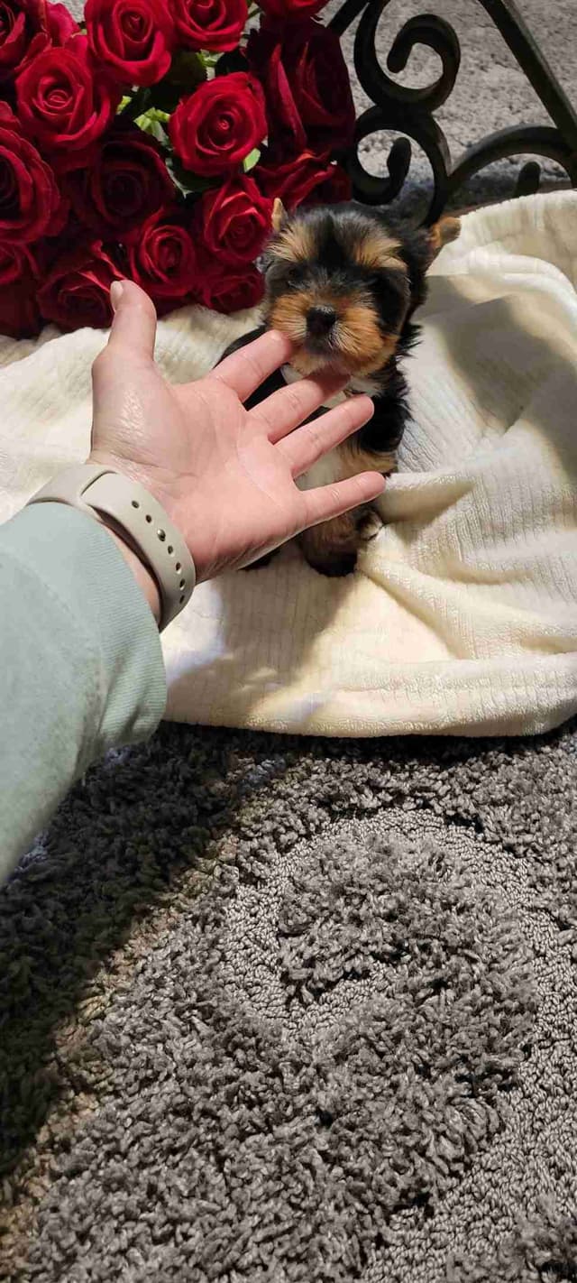 Cute tiny Yorkshire Terrier Puppies media 4
