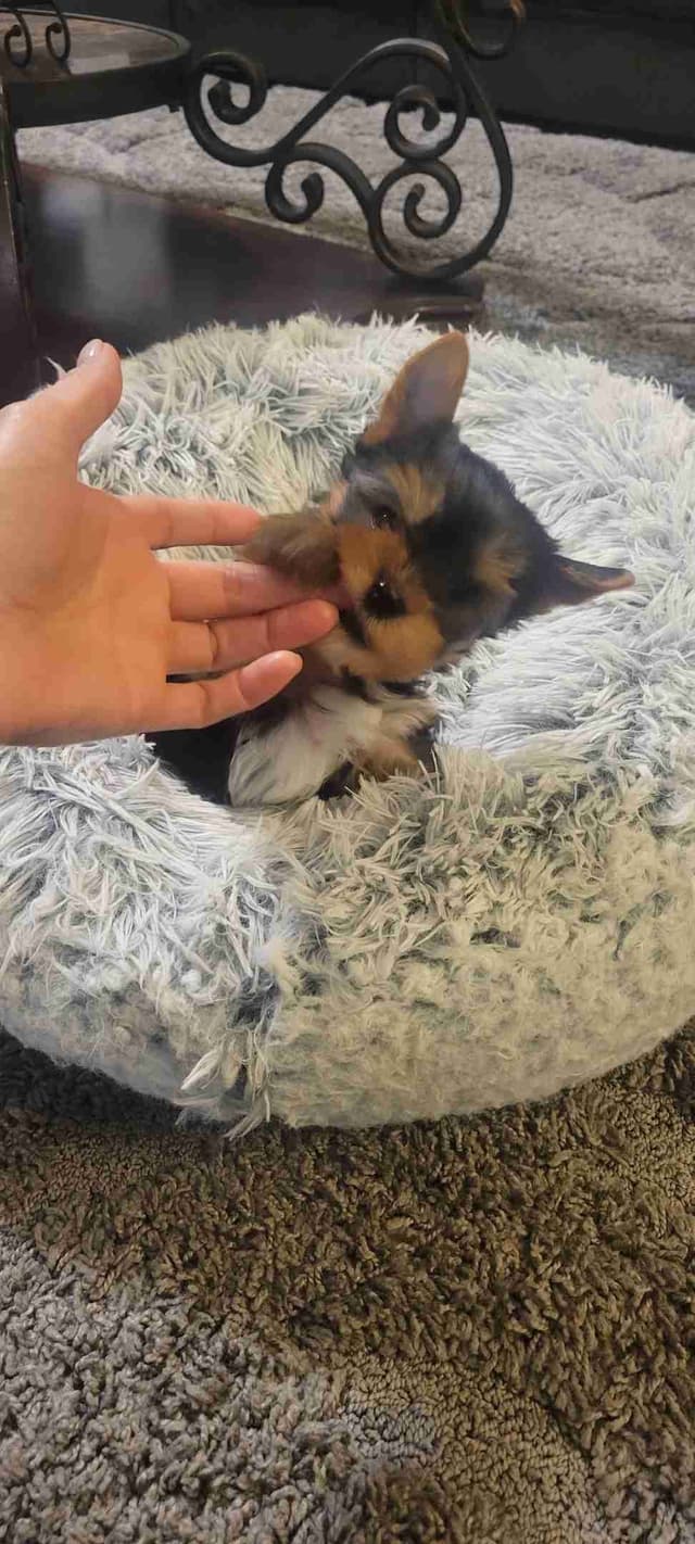 Cute tiny Yorkshire Terrier Puppies media 5