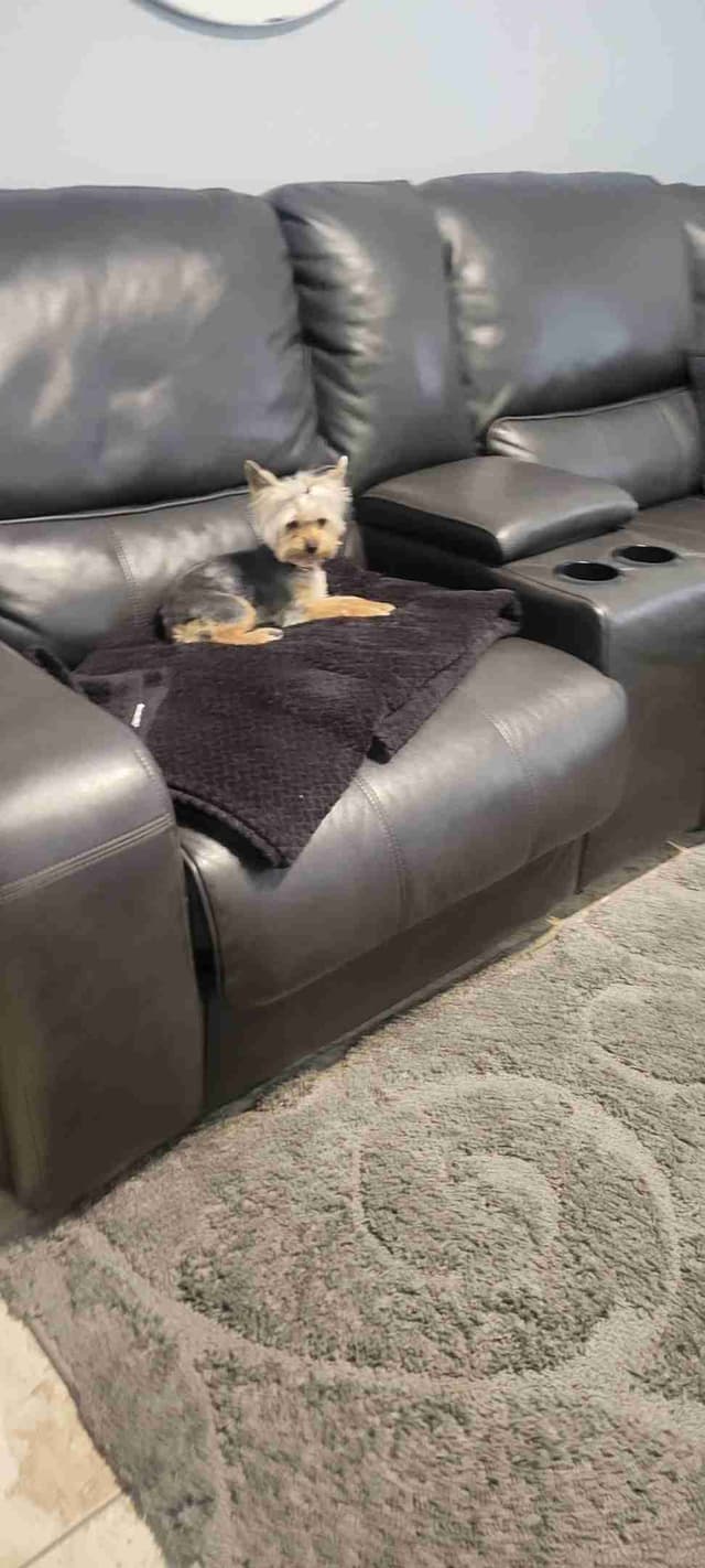 Cute tiny Yorkshire Terrier Puppies media 6